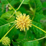 Kratom Plant Profile