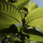 What is Kratom?