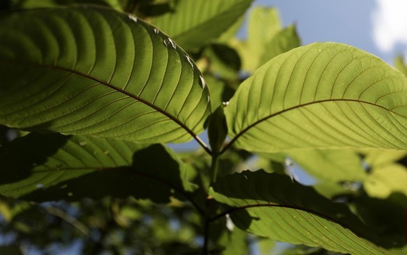 What is Kratom?