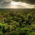 History of Kratom